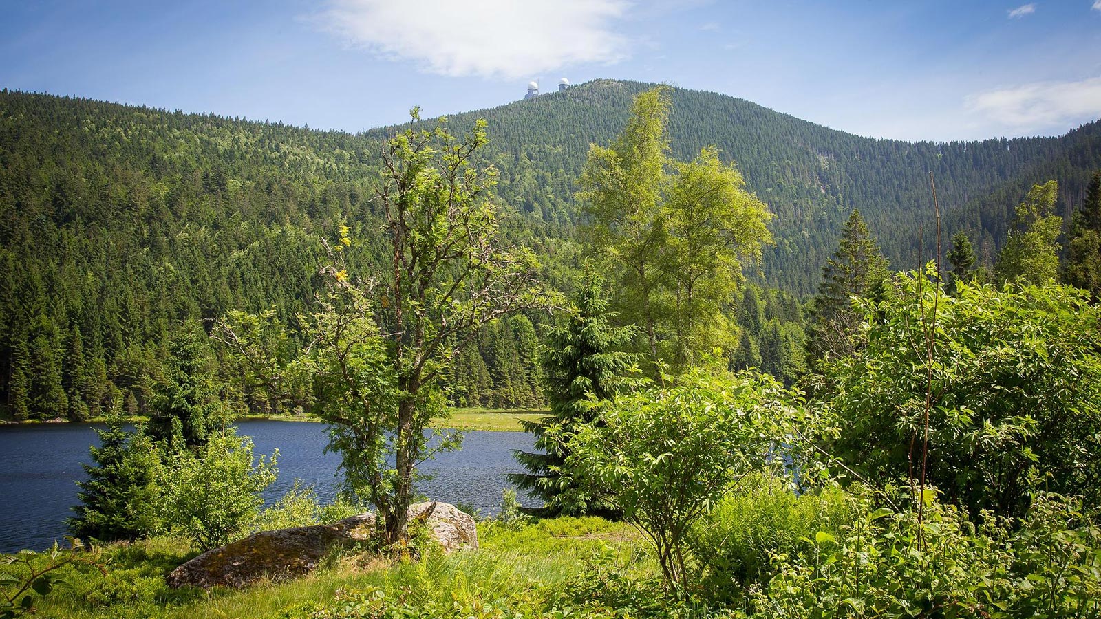 Luchs im Nationalpark Bayerischer Wald – Abenteuer Nationalpark Pauschale