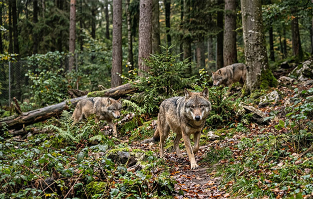 Haus zur Wildnis am Nationalparkzentrum Falkenstein nahe Zwiesel